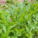 Lovage Mountain Celery S Fresh Seeds Fast Shipping