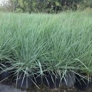 Love Grass Blue Ornamental Grass Eragrostis Elliotii Blue 50 Seeds Fresh Seeds Fast Shipping