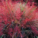 Love Grass Purple Ornamental Grass Seeds Eragrostis Spectabilis 30 Seeds Fresh Seeds Fast Shipping