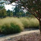 Love Grass Sand Ornamental Grass Seeds Eragrostis Trichodes 200 Seeds Fresh Seeds Fast Shipping