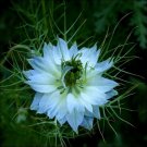 Love In A Mist Marbles Flower Seeds Nigella Damascena Albion 50 Seeds Fresh Seeds Fast Shipping