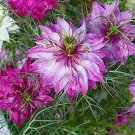 Love In A Mist Rose Flower Seeds Nigella Damascena 50 Seeds Fresh Seeds Fast Shipping