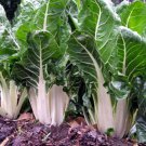 Lucullus Swiss Chard Vegetable Seeds Fresh Seeds Fast Shipping