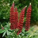 Lupine My Castle Flower Seeds Lupinus Polyphyllus 30 Seeds Fresh Seeds Fast Shipping