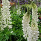 Lupine Noble Maiden Flower Seeds Lupinus Polyphyllus 30 Seeds Fresh Seeds Fast Shipping