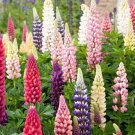 Lupine Russel Mix Flower Seeds Lupinus Polyphyllus 50 Seeds Fresh Seeds Fast Shipping