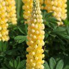 Lupine Yellow Flower Seeds Lupinus Densiflorus 30 Seeds Fresh Seeds Fast Shipping
