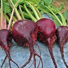 Lutz Long Season Beets Winter Keeper Vegetable Seeds Fresh Seeds Fast Shipping
