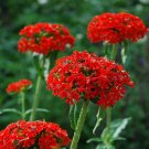 Lychnis Maltese Cross Flower Seeds Lychnis Chalcedonica 200 Seeds Fresh Seeds Fast Shipping