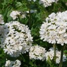 Lychnis Snowstar Flower Seeds Lychnis Viscaria Splendens 100 Seeds Fresh Seeds Fast Shipping