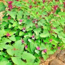 Magenta Spreen Lambsquarters Organic Fresh Seeds Fast Shipping