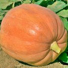 Mammoth Gold Pumpkin Natural 12 Seeds Delicious Fresh Seeds Fast Shipping