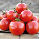Manitoba Tomato Extra Early Heavy Yields Fresh Seeds Fast Shipping