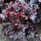 Maricella Lettuce Gourmet Fresh Seeds Fast Shipping