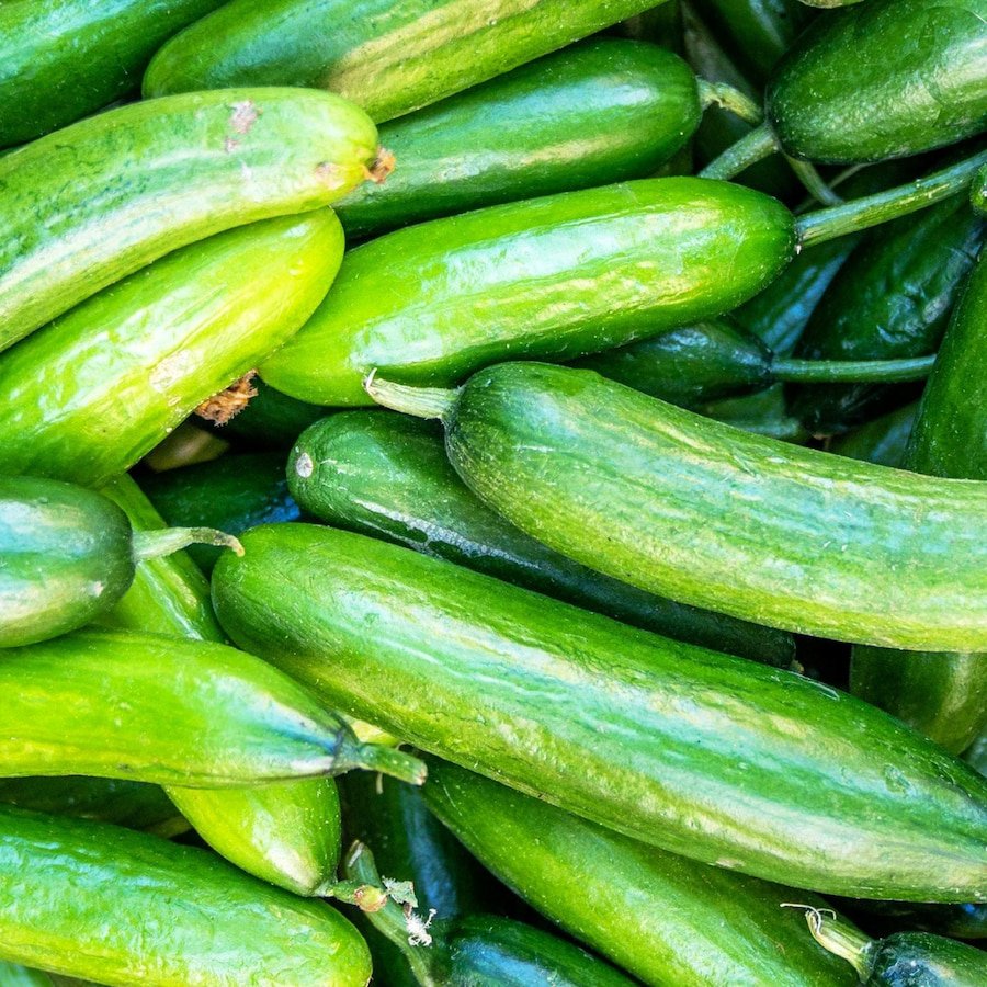 Marketer Cucumber Fresh Seeds Fast Shipping