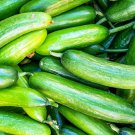 Marketer Cucumber Fresh Seeds Fast Shipping