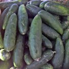 Marketmore 76 Cucumber Fresh Seeds Fast Shipping
