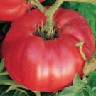 Martian Giant Tomato Grown To Organic Standards Fresh Seeds Fast Shipping