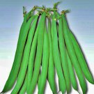Masai Bush Beans Dual Purpose Vegetable Fresh Seeds Fast Shipping