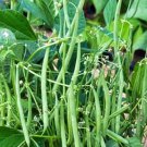 Mascotte Bush Beans Vegetable Fresh Seeds Fast Shipping
