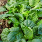 Matador Viking Spinach 100 Vegetable Seeds Fresh Seeds Fast Shipping