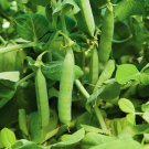 Maxigolt Peas English Shelling Vegetable Seeds Fresh Seeds Fast Shipping