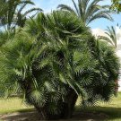 Mediterranean Fan Palm Seeds Chamaerops Humilis 5 Seeds Fresh Seeds Fast Shipping