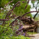 Melica Red Spire Ornamental Grass Seeds Melica Altissima 30 Seeds Fresh Seeds Fast Shipping