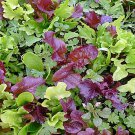 Mesclun Mix Gourmet Greens Vegetable Seeds Mixed Greens Fresh Seeds Fast Shipping