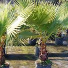 Mexican Fan Palm Seeds Washingtonia Robusta 10 Seeds Fresh Seeds Fast Shipping