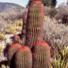 Mexican Lime Cactus Seeds Ferocactus Stainesii 20 Seeds Fresh Seeds Fast Shipping