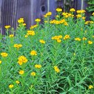 Mexican Tarragon Mexican Marigold Pericon Sweet Mace Herb Of Gods And Emperors Tagetes Lucida Fresh 