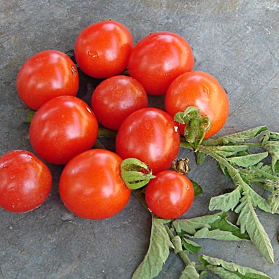Mexico Midget Tomato Vegetable Seeds Fresh Seeds Fast Shipping
