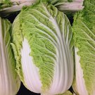 Michihili Napa Chinese Cabbage Vegetable Fresh Seeds Fast Shipping