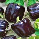 Midnight Dreams Sweet Bell Pepper Fresh Seeds Fast Shipping