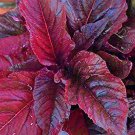 Midnight Red Amaranth Greens Amaranthus Nutritious And Flavorful Fresh Seeds Fast Shipping