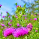 Milk Thistle S Fresh Seeds Fast Shipping