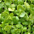 Miners Lettuce Winter Purslane Greens Wood Elf Greens Indian Lettuce Fresh Seeds Fast Shipping