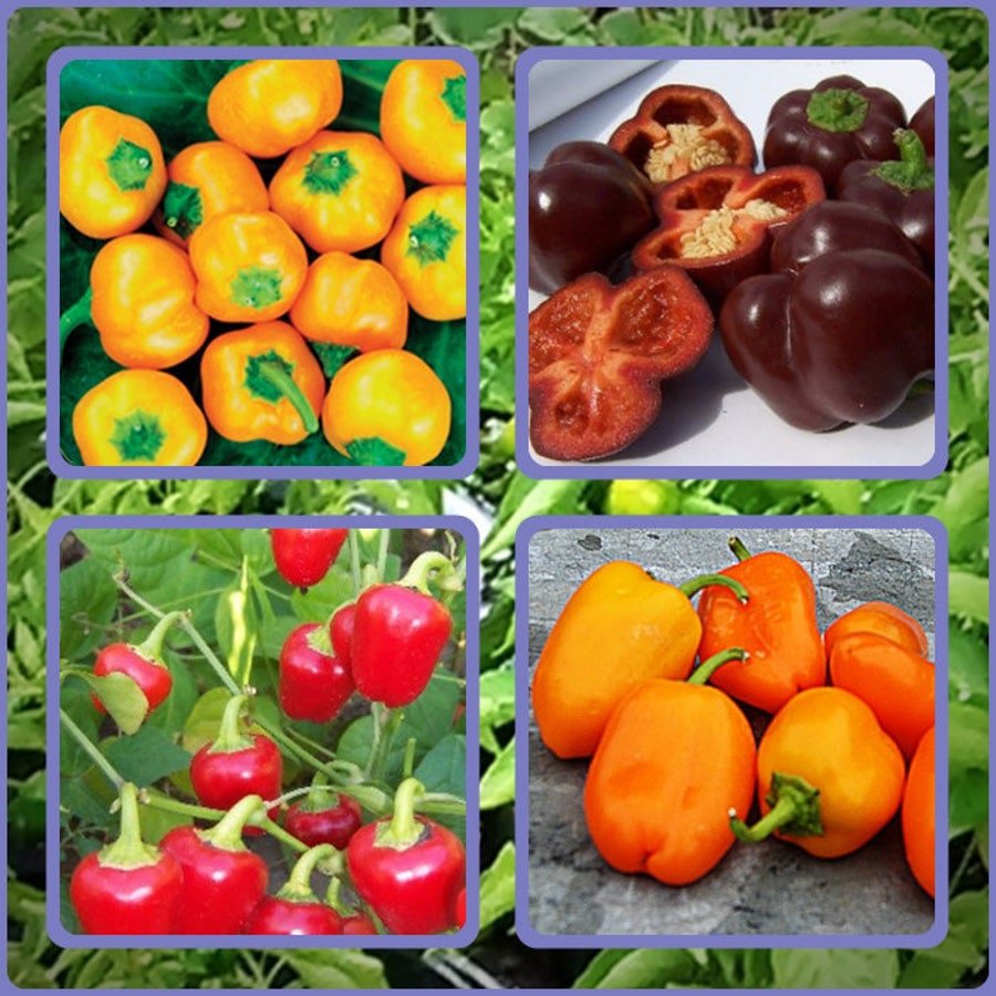 Mini Bell Mix Sweet Bell Pepper Fresh Seeds Fast Shipping