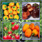 Mini Bell Mix Sweet Bell Pepper Fresh Seeds Fast Shipping