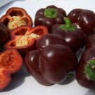 Mini Chocolate Sweet Bell Pepper Vegetable Seeds Bell Fresh Seeds Fast Shipping