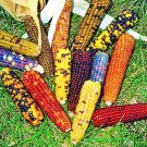 Mini Rainbow Popcorn Mini Popcorn Great For Kids Fresh Seeds Fast Shipping