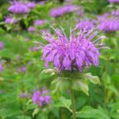 Mintleaf Bee Balm Herb Seeds Monarda Fistulosa 50 Seeds Fresh Seeds Fast Shipping