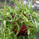 Mistletoe Cactus Seeds Rhipsalis Roseana 20 Seeds Fresh Seeds Fast Shipping