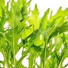 Mizuna Lime Streaks Mustard Salad Greens Garden Fresh Seeds Fast Shipping