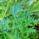 Mizuna Mustard Salad Greens Garden Fresh Seeds Fast Shipping