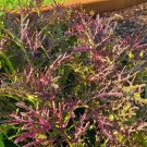 Mizuna Red Leaf Mustard Salad Greens Fresh Seeds Fast Shipping