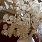 Money Plant White Flower Seeds Lunaria Biennis 50 Seeds Fresh Seeds Fast Shipping
