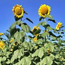Mongolian Giant Sunflower Vegetable Seeds Fresh Seeds Fast Shipping