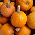 Montana Jack Pumpkin Vegetable Seeds Garden Seed Fresh Seeds Fast Shipping